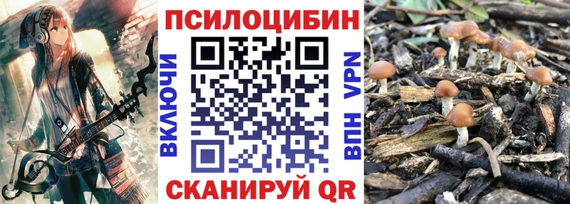 магазин Будённовск Галлюциногенные грибы Psilocybe
